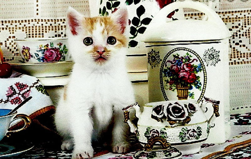 A kitten with a tea set, pretty, feline, kitten, tea set, HD wallpaper