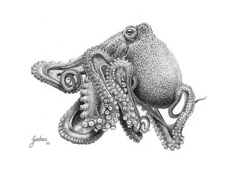 Octopus, Malacology, Mollusks, Cephalopoda, HD wallpaper