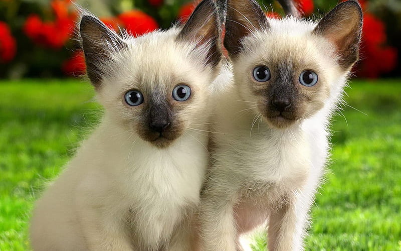 twins, pretty, twin, siamese, kittens, cats, animals, HD wallpaper