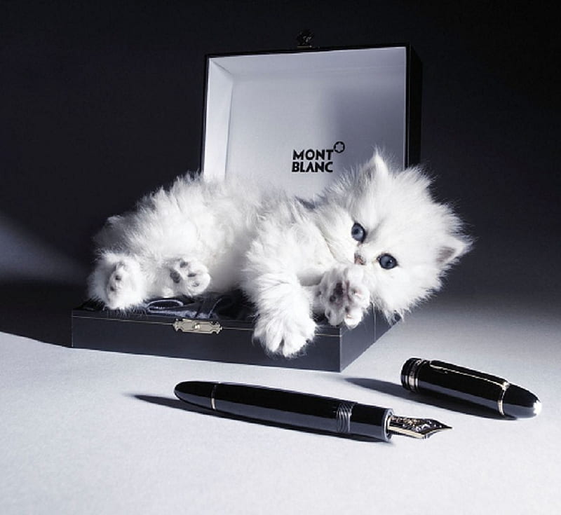 I has pen ... wot can I rite, advert, ears, cat, animal, pen, feline, paws, whiskers, kitten, white, fur, HD wallpaper