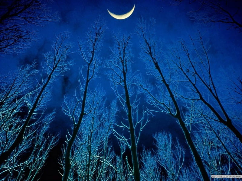 CONVERSATIONS WITH THE MOON, night time, moons, new moon, moonlight, evening, silouettes, trees, HD wallpaper