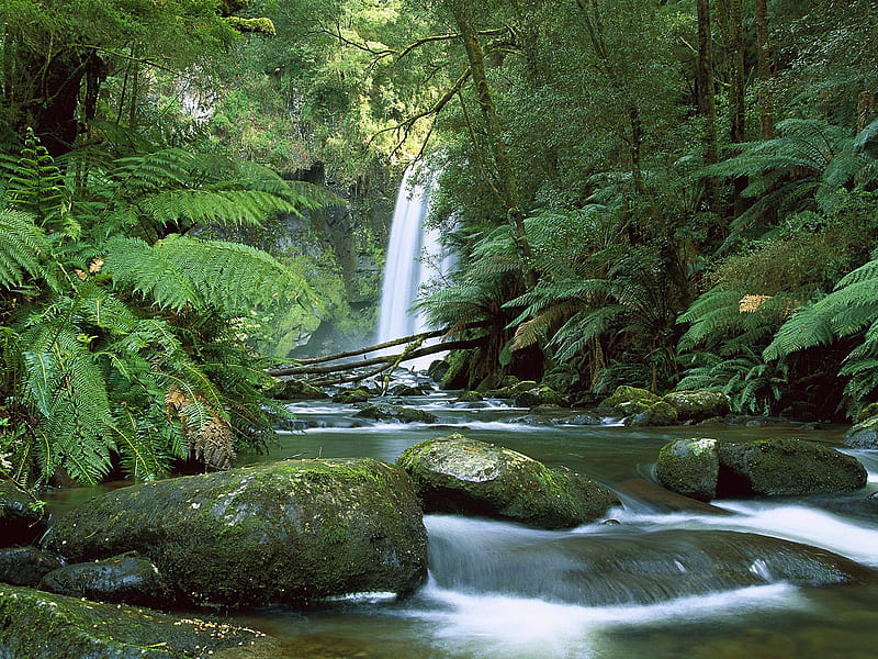 hopetoun falls aire river Otway, forest, otway, waterfall, australia, river, trees, national park victoria, falls, HD wallpaper