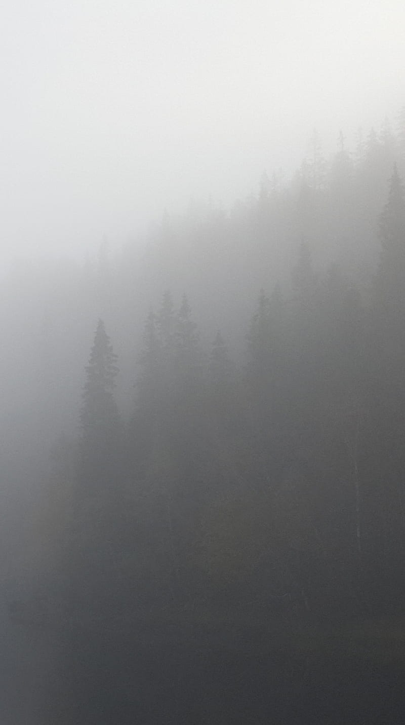 Foggy woodland, brown, fog, foggy, forest, gris, mystic, trees, white, woodlands, HD phone wallpaper