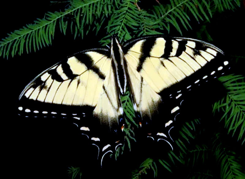 Eastern Tiger Swallowtail, Swallowtail, Tiger, Butterflies, Eastern, HD wallpaper