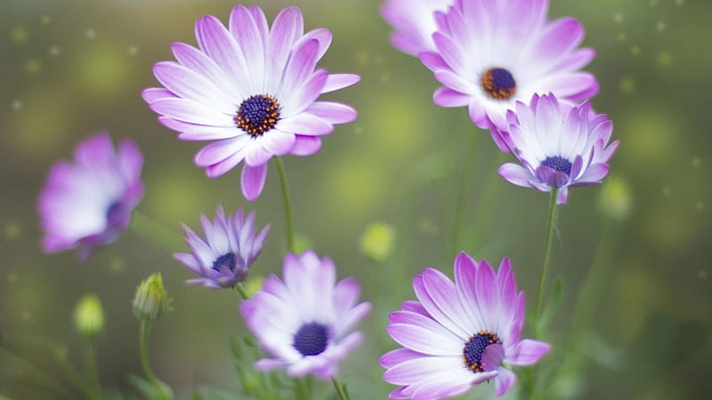 Beautiful Flowers, flowers, nature, spring, pink, HD wallpaper | Peakpx