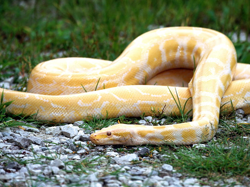 albino python, reptiles, albino, snake, HD wallpaper