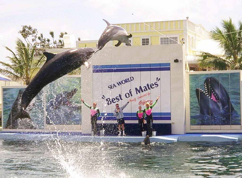 Dolphin Tricks, seaworld queensland, australia, pool, palms, HD wallpaper