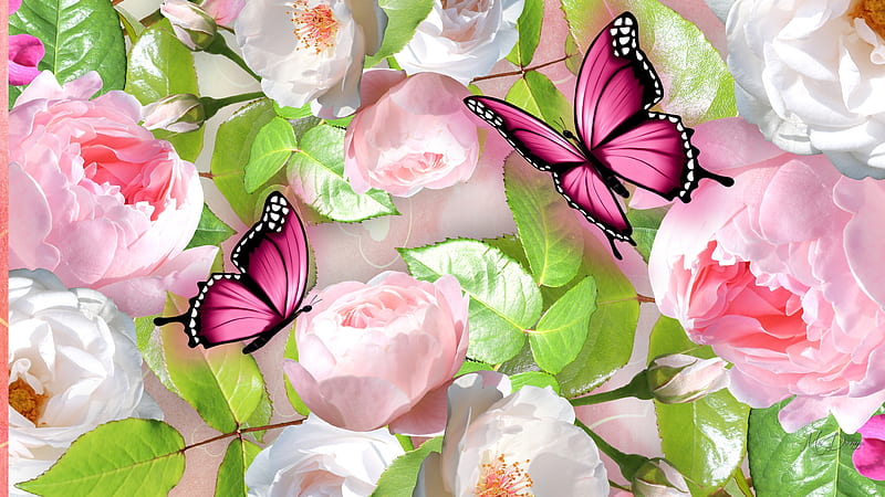 Peonies & Butterflies, garden, flowers, summer, spring, butterflies, pink, peonies, floral, HD wallpaper