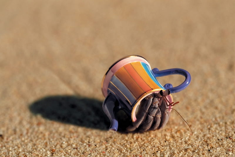 Teapot Hermit Crab, teapot, beach, sand, hermit crab, HD wallpaper