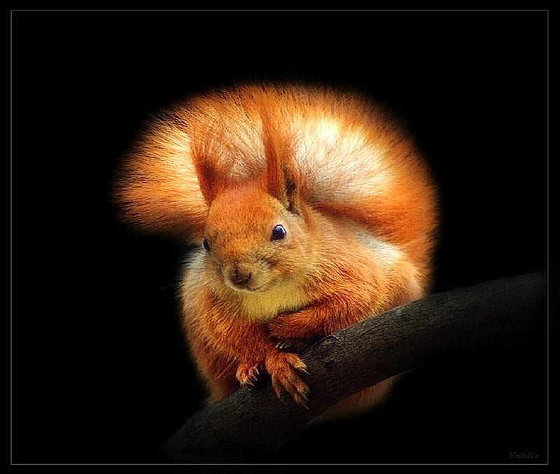 Squirrely, squirrel, fluffy tail, black background, rust and white, HD wallpaper
