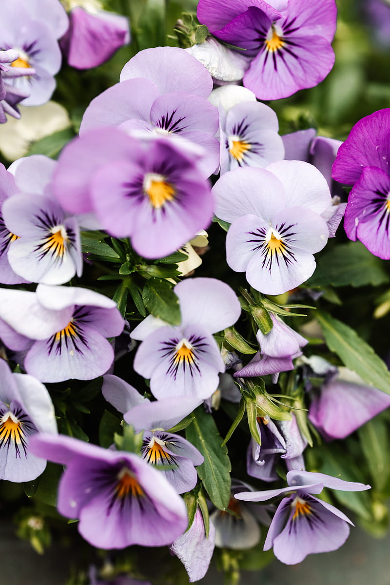 Purple and White Flowers in Tilt Shift Lens, HD phone wallpaper