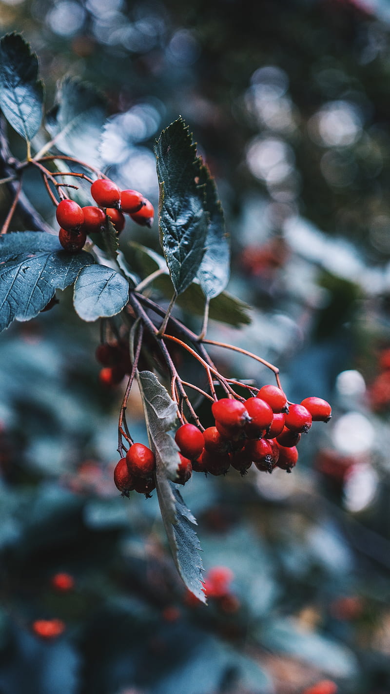 rosehip, berries, red, branch, plant, HD phone wallpaper