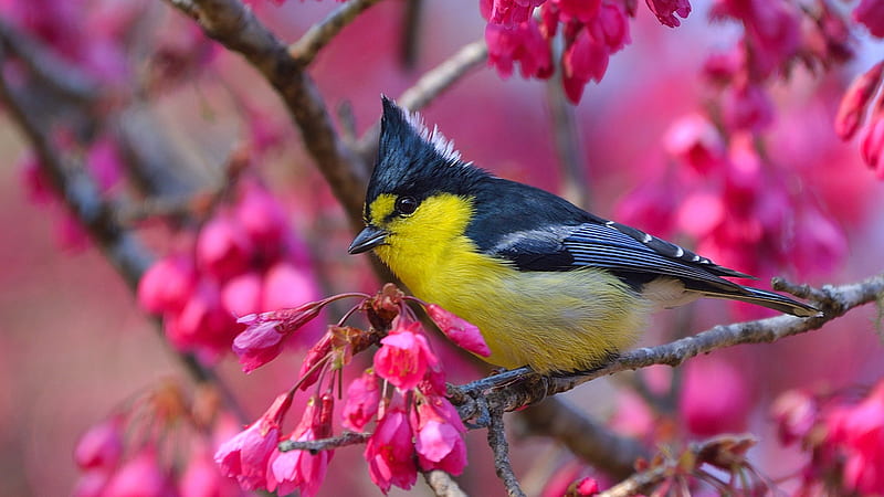 Yellow Black Taiwan Tit Bird Is Sitting On Flower Branch Birds, HD wallpaper
