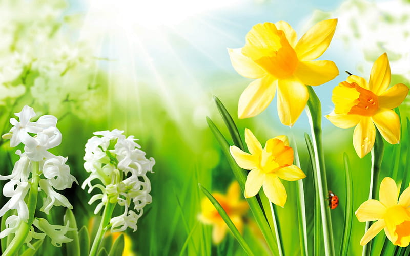 Spring Flowers, hyacinths, ladybug, rays, daffodils, flowers, sun rays, Spring, HD wallpaper