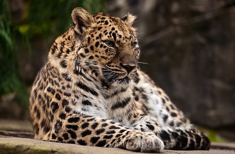 *** Leopard ***, leopard, dzikie, zwierzeta, koty, HD wallpaper