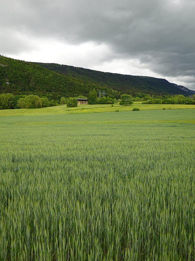 field, hills, landscape, greenery, green, HD phone wallpaper