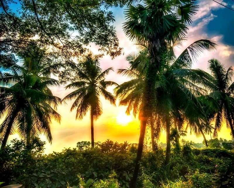 Sunrise in Paradise, Palms, Tropic, Sunrise, Nature, HD wallpaper
