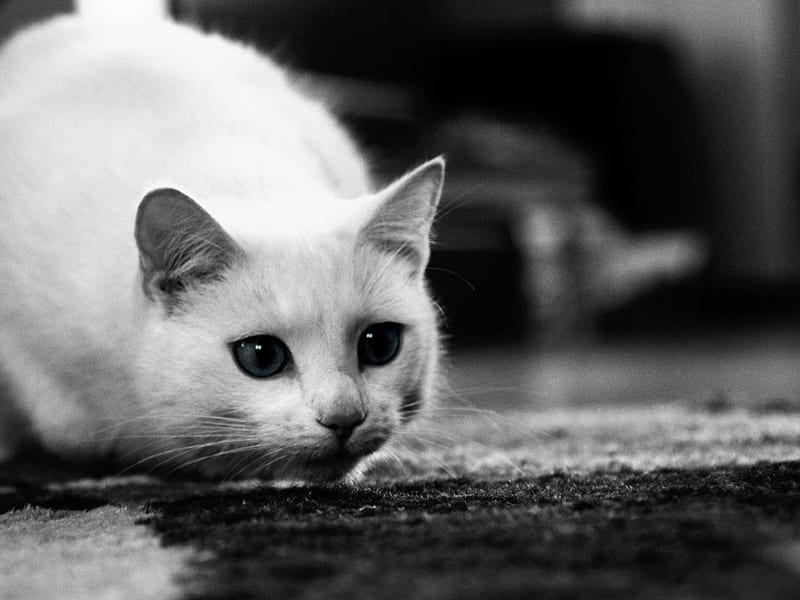 White kitten, cute, feline, cat, kitten, animal, HD wallpaper