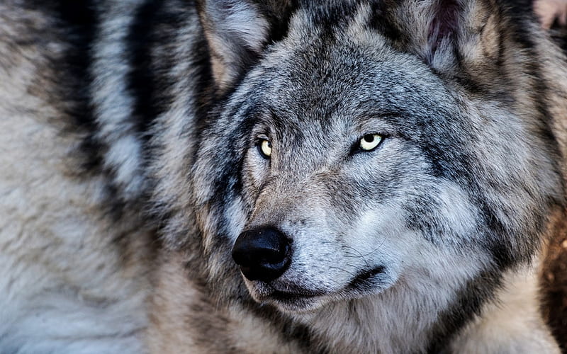 Wolf, lup, skin, eyes, fur, dog, animal, HD wallpaper