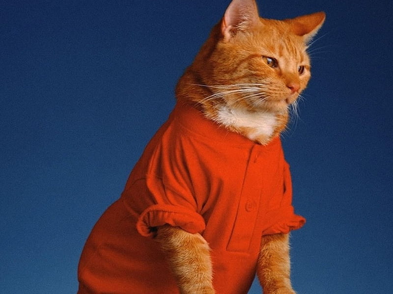 Dress up cats, red t shirt, ginger cat, HD wallpaper
