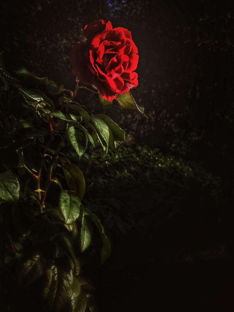 Red rose, plant, HD mobile wallpaper | Peakpx