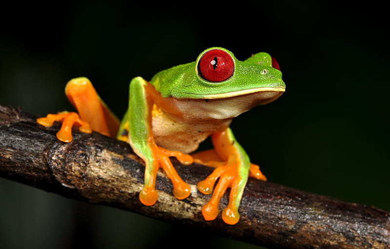 Frogs, Red Eyed Tree Frog, Amphibian, Frog, Tree Frog, Wildlife, HD wallpaper