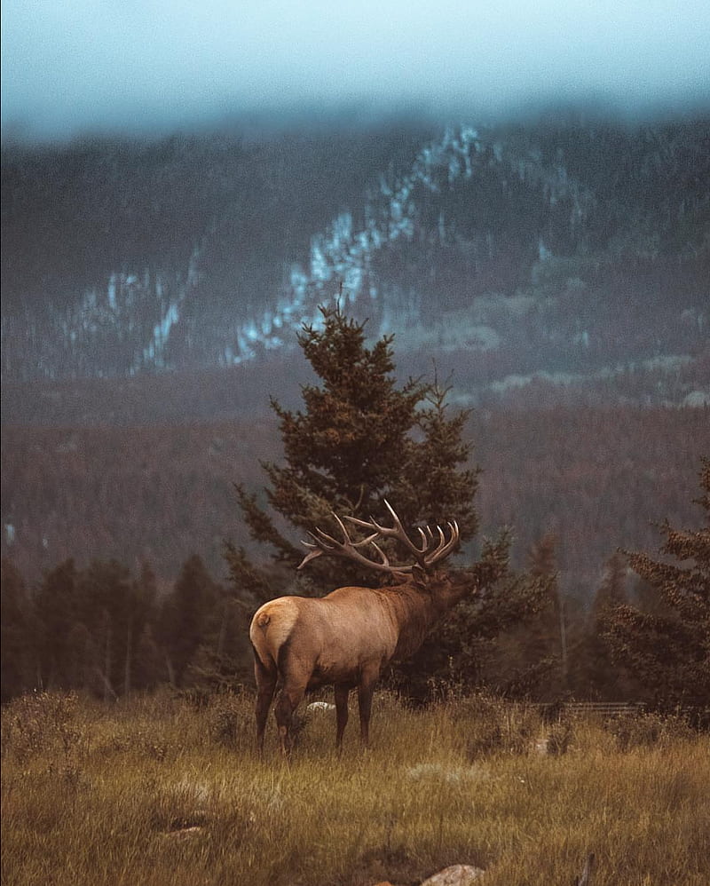 Winter deer, deer, hunting, tree, hunt, buck, HD phone wallpaper | Peakpx