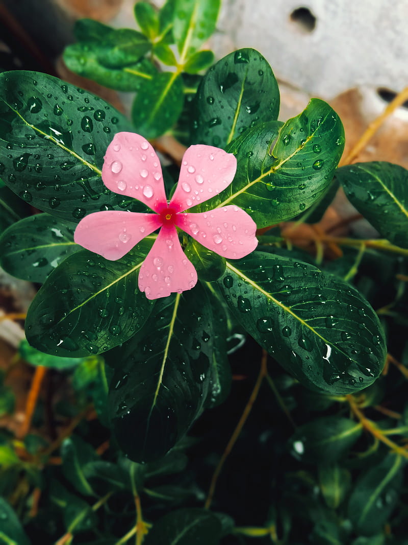 Red and green leaf plant, HD phone wallpaper | Peakpx