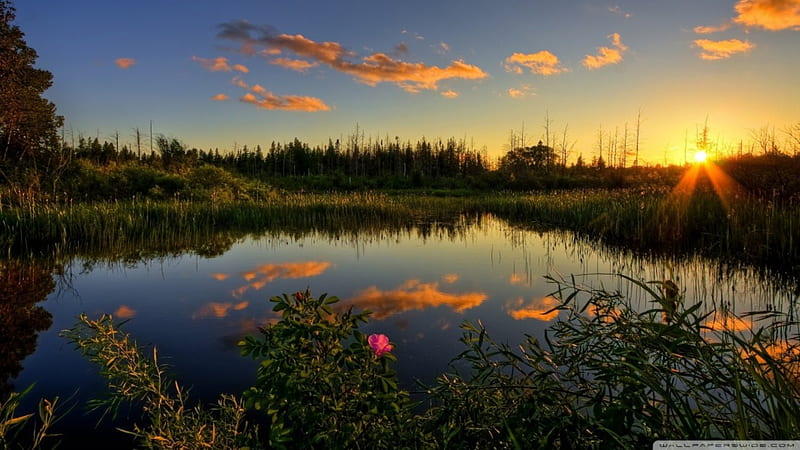 great lake sunset scenery, weeds, sunset, reflection, clouds, lake, HD wallpaper