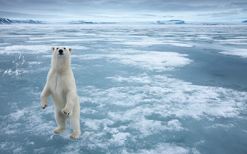 Norways polar bear, HD wallpaper