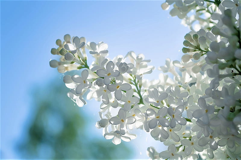 white lilac, flower, lilac, sky, white, HD wallpaper