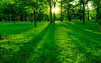 Greeny, green, nice beaitiful, grass, plants, places, nature, trees, HD  wallpaper | Peakpx