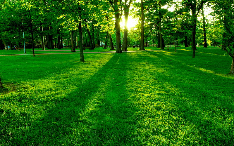 greeny, green, nice beaitiful, grass, plants, places, nature, trees, HD wallpaper