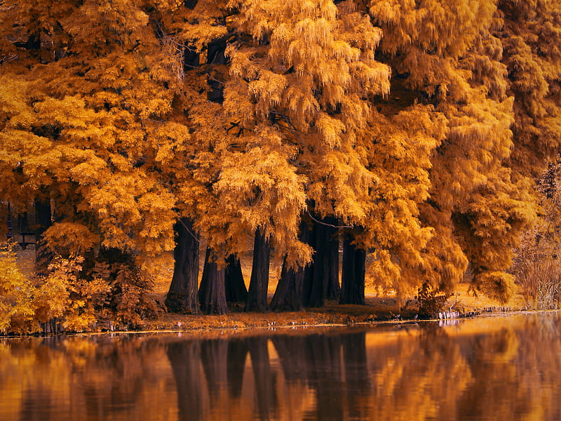 Autumn Fall Nature , autumn, nature, HD wallpaper