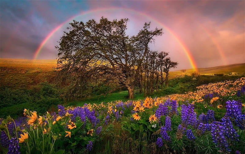 After the rain, flowers, rainbow, tree, field, HD wallpaper