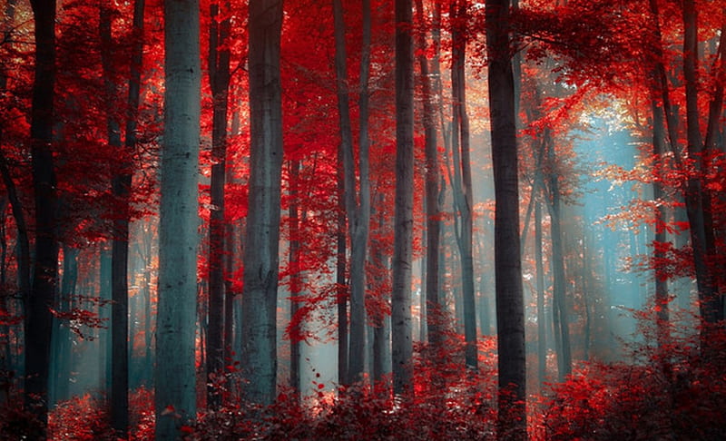 Red Forest, forest, red, nature, trees, HD wallpaper