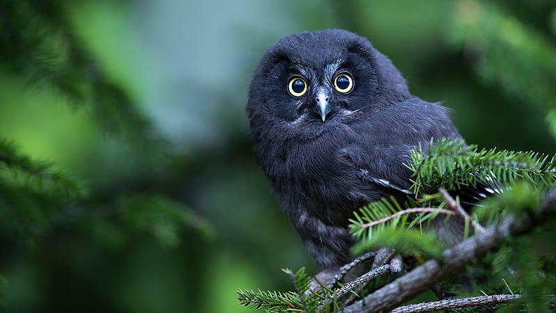 Black Owl In Blur Green Background Is Standing On Tree Branch Owl, HD wallpaper