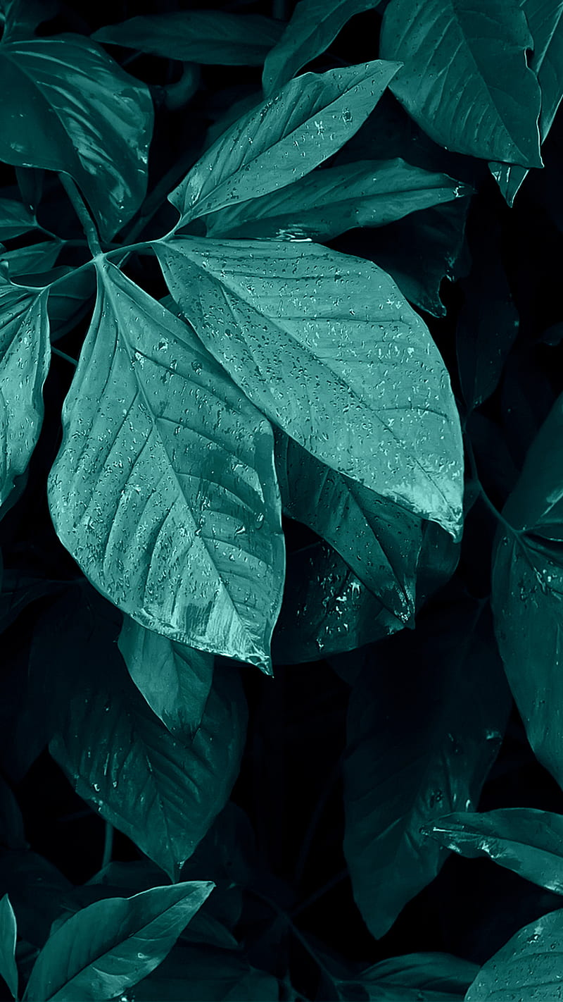 Wet Green Leaves , dream, drop, grayscale, nature, plant, rain, shadow, water, wild, HD phone wallpaper