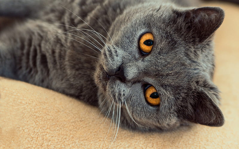 British shorthair gray cat, brown eyes, pet, big gray cat, HD wallpaper