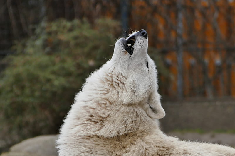 wolf, howl, predator, HD wallpaper