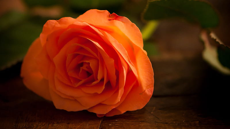Orange Rose Flower Macro Spring, HD wallpaper