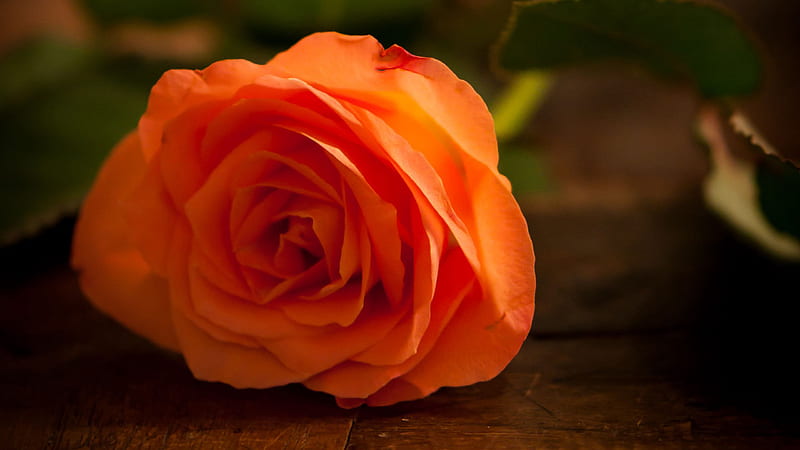 Rose Orange Flower Nature 8K Wallpaper #159