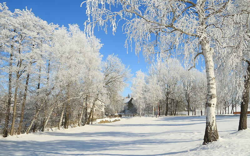 Winter in Siberia, Siberia, Russia, winter, hoarfrost, snow, birches, HD wallpaper