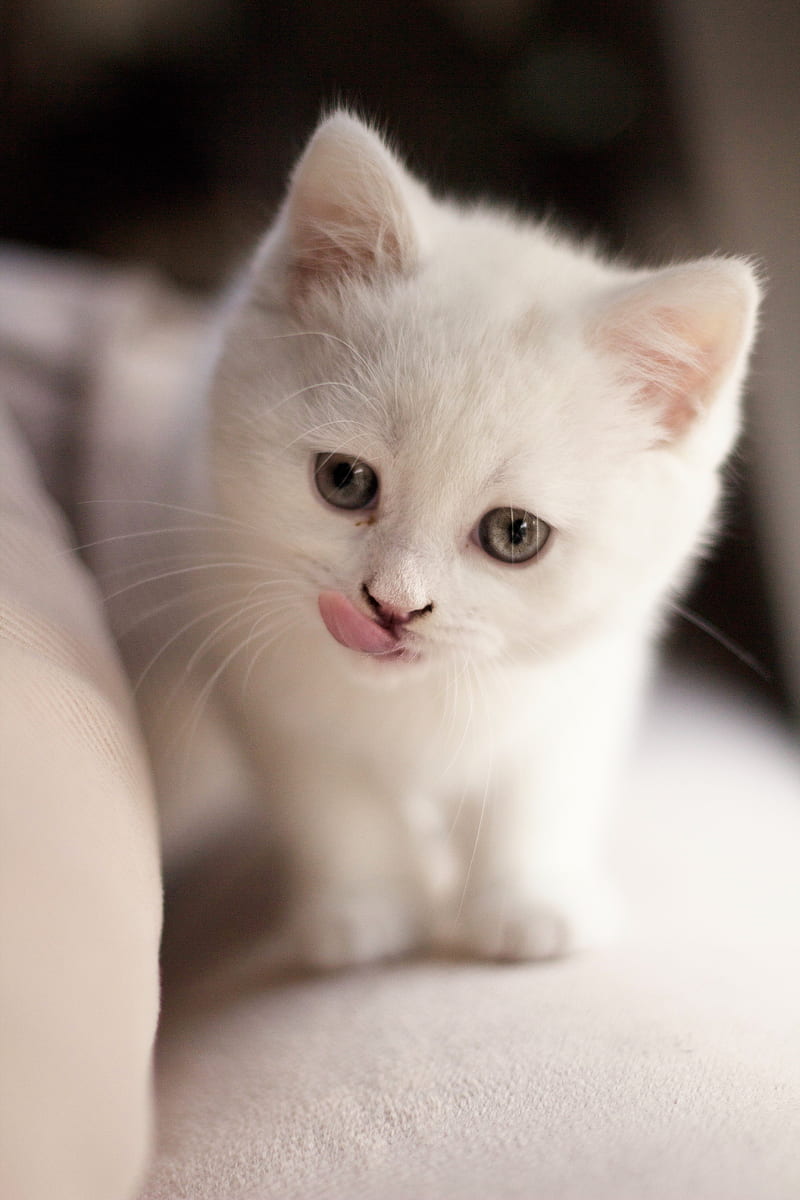 kitten, fluffy, pet, cute, white, HD phone wallpaper