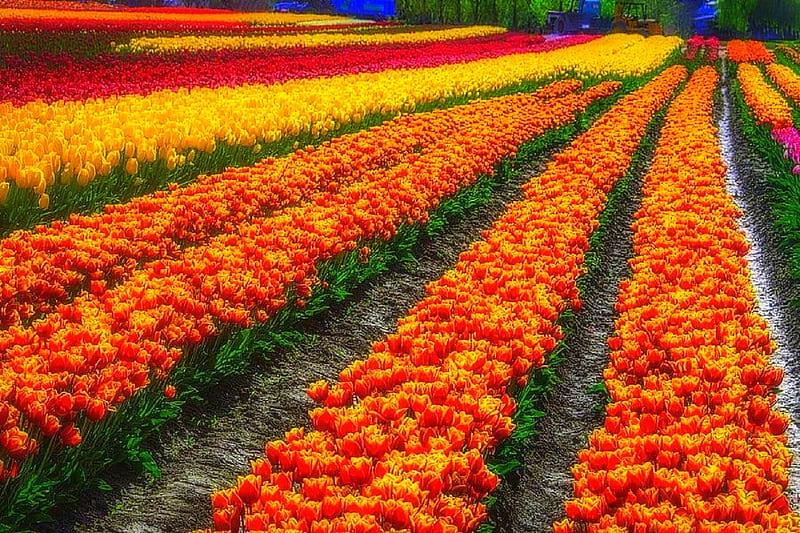 Tulip Bulb Farm, attractions in dreams, nature, fields, tulips, lovely still life, love four seasons, graphy, flowers, summer, HD wallpaper