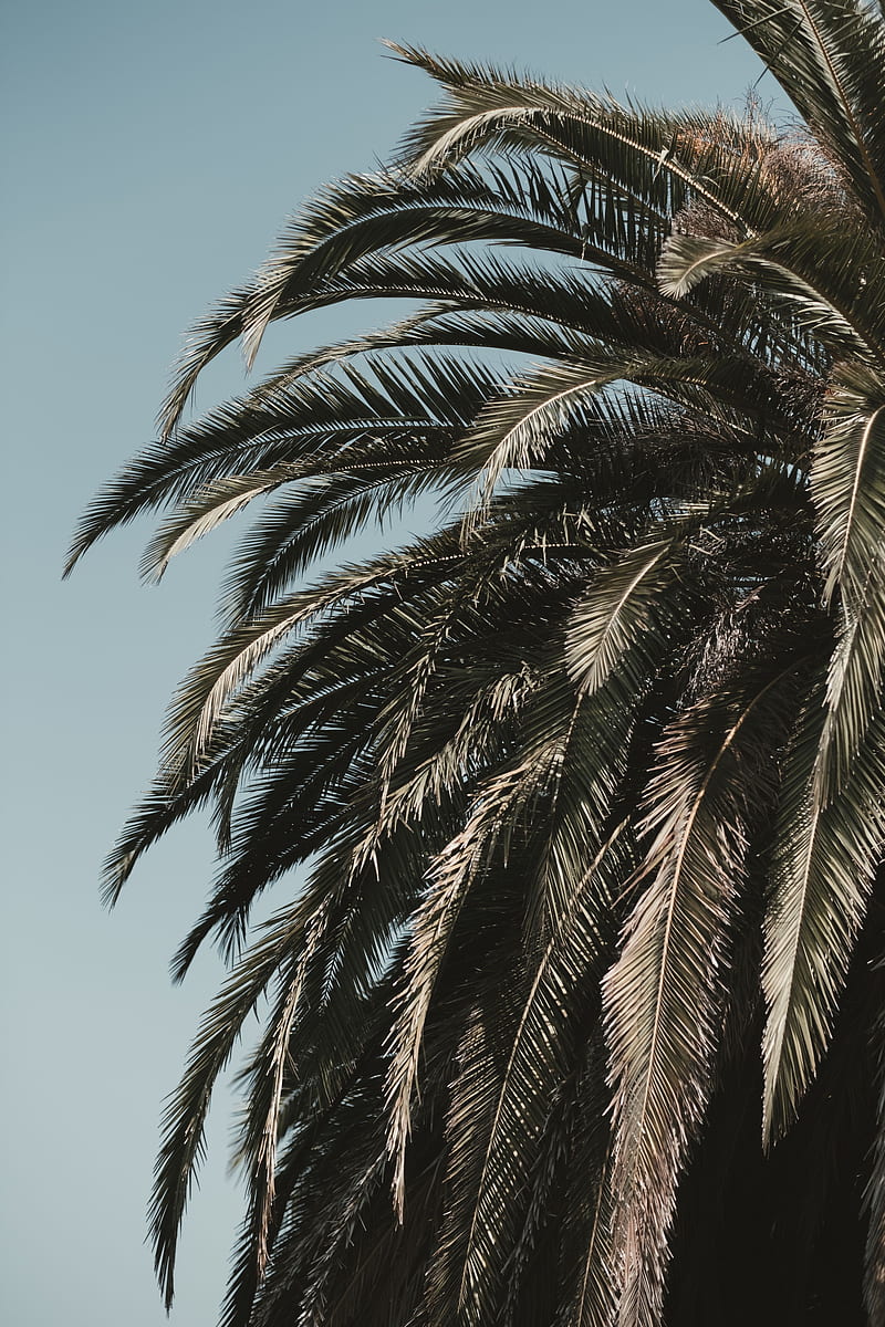 palm tree, leaves, branches, sky, tropics, vegetation, tree, HD phone wallpaper