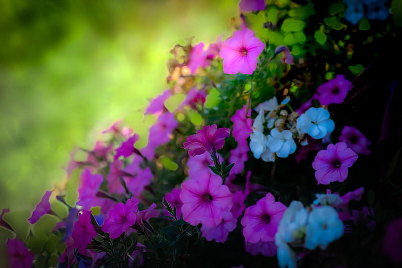 Petunias, Purple, Flowers, Petunia, Nature, HD wallpaper