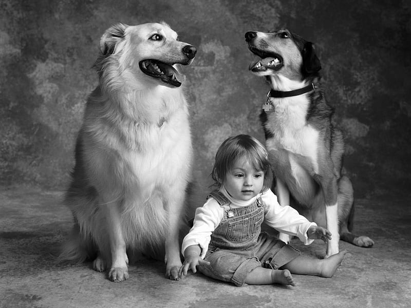 FRIENDLY BODYGUARDS, guards, toddler, black and white, dogs, friends, HD wallpaper