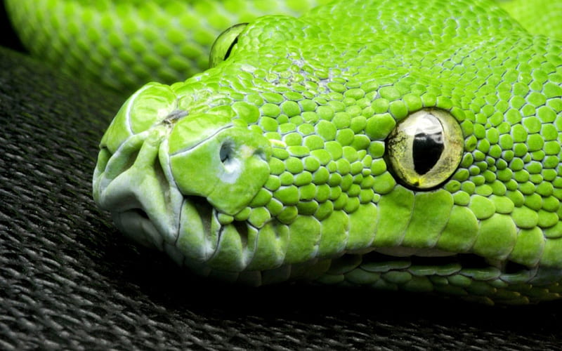 Snake, green, head, serpent, reptile, HD wallpaper