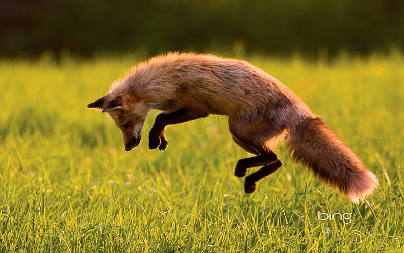 Canadian Red Fox-Bing, HD wallpaper